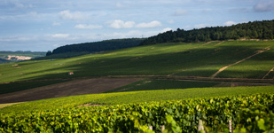米利欧山/Mont de Milieu - 夏布利/Chablis