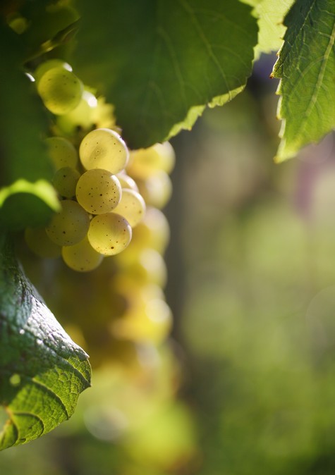 A bunch of Chardonnay grapes for Chablis/Bourgogne/Burgundy/French wines/Chablis