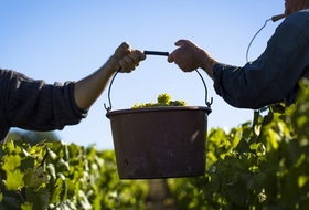 The harvests in Chablis 