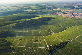 左岸的夏布利一级园/ CHABLIS PREMIER CRU