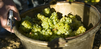 Cépage chardonnay 