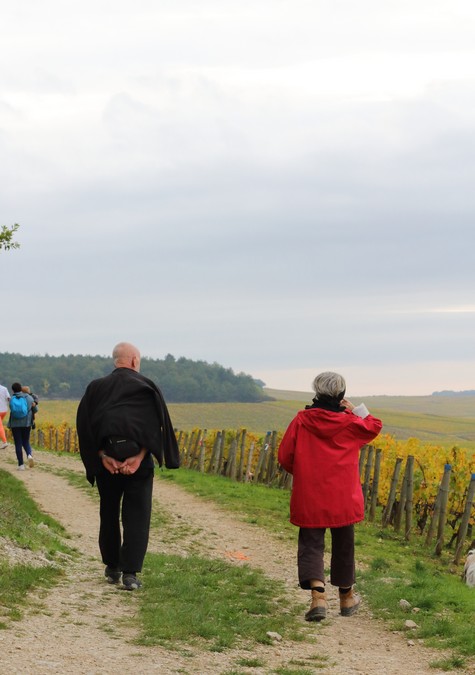 勃艮第/Bourgogne夏布利/Chablis葡萄园艳阳下的葡萄园徒步