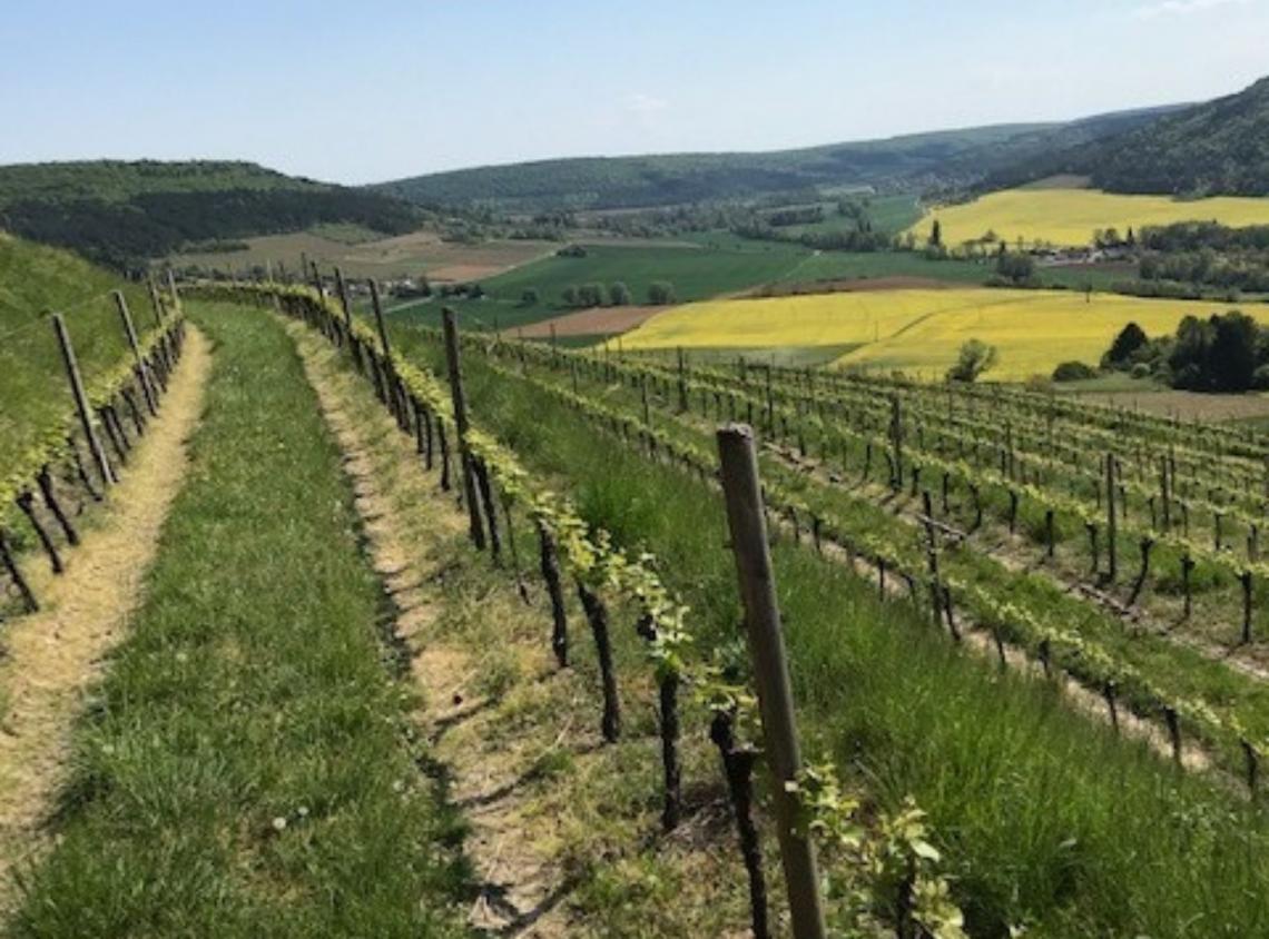 Domaine Carré Dne-CARRE-Stéphane-retaille